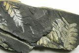 Fossil Seed Fern (Alethopteris & Pecopteris) Plate - Pennsylvania #377490-1
